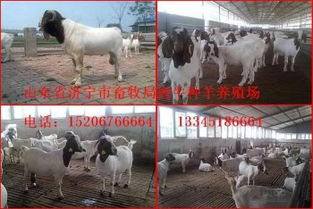 选购优质种羊，助力畜牧业发展——山东畜牧局种羊场销售服务介绍