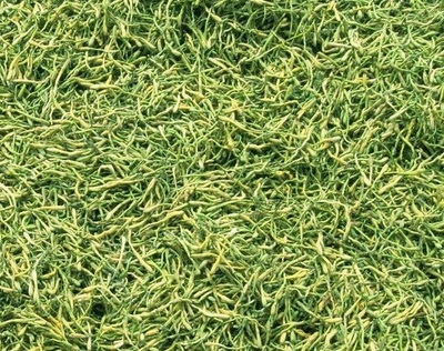 谨防误导 高致病性禽流感防控无“特效药”，理性选择合法兽药